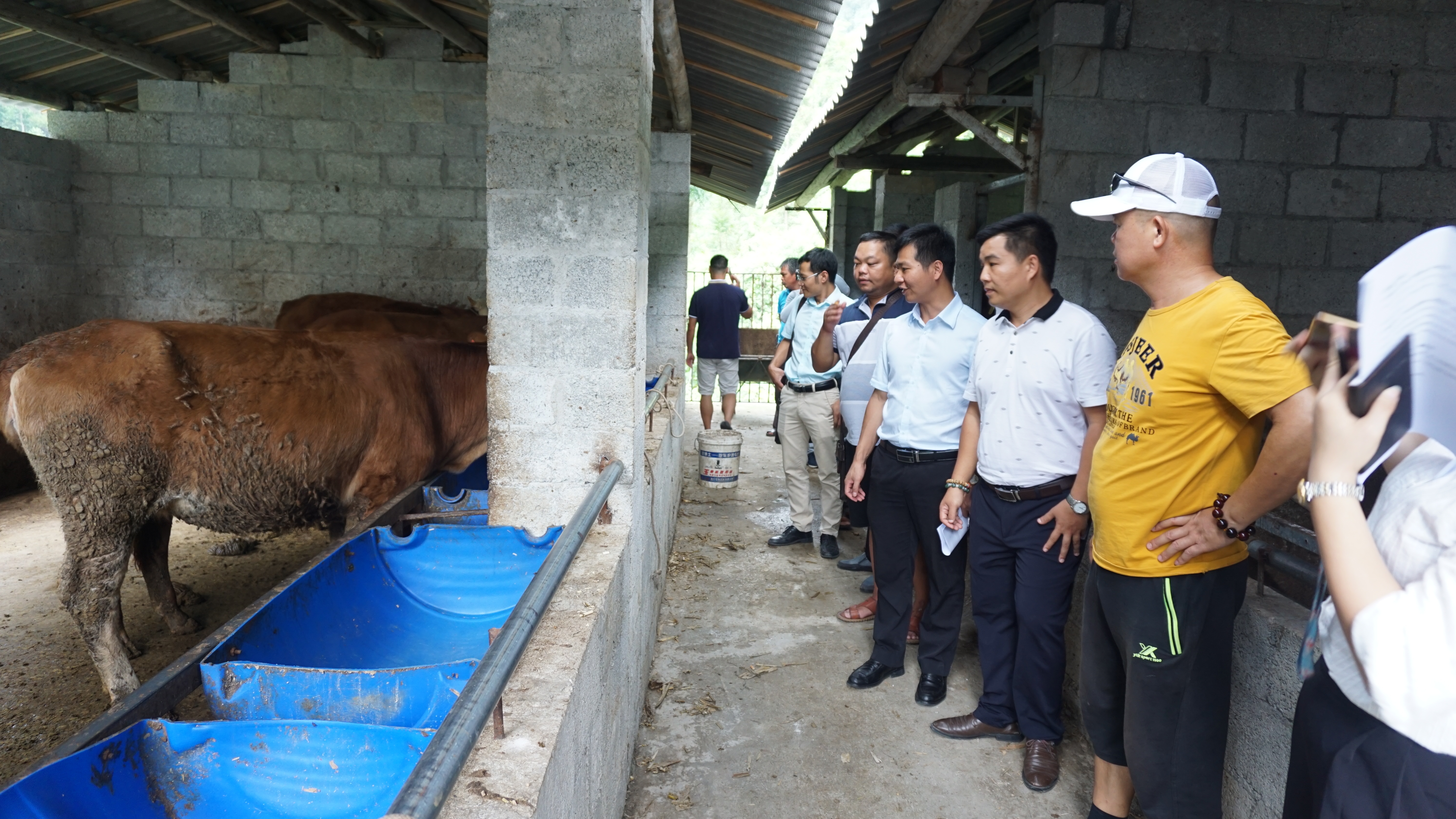 工作组在肉牛养殖基地现场调研